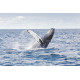 Zagnaharibe, la baleine à bosses