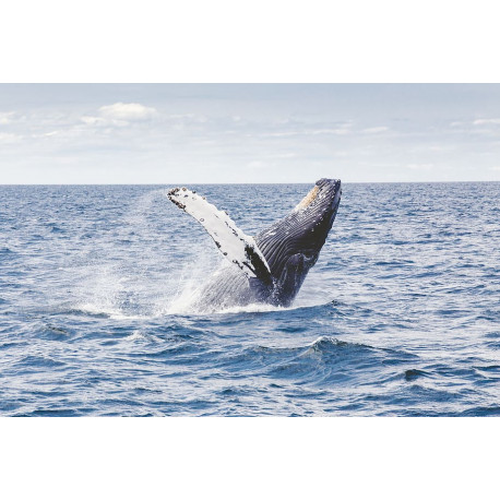 Zagnaharibe, la baleine à bosses