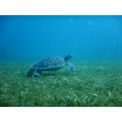 A l'Ecoute des Tortues Marines en Martinique