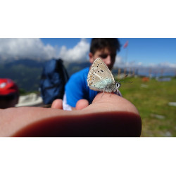 En Quete de Biodiversité au Pays du Loup FR camp d'altitude