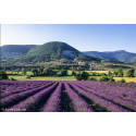 Sciences & Nature : Baronnies