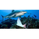 Sciences en plongée - raies et requins aux Maldives