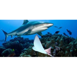 Sciences en plongée - raies et requins aux Maldives