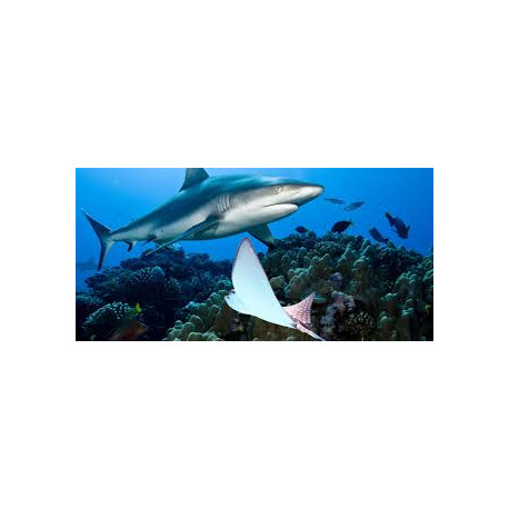 Sciences en plongée avec Dune - raies et requins aux Maldives