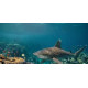 Sciences en plongée avec Dune - raies et requins en Egypte