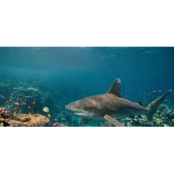 Sciences en plongée avec Dune - raies et requins en Egypte