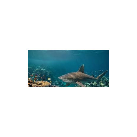 Sciences en plongée avec Dune - raies et requins en Egypte