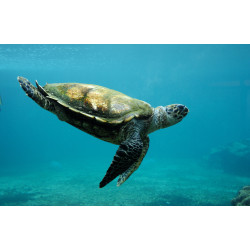 Tortues & Mangroves - Expédition scientifique et artistique participative