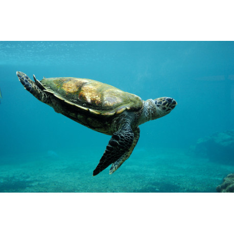 Tortues & Mangroves - Expédition scientifique et artistique participative
