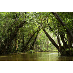 Arrivée Guyane