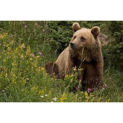 En quête de biodiversité au pays de l'ours FR