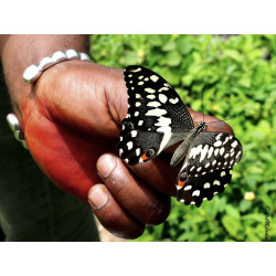 Papillons de Kpalime - mission de reconnaissance