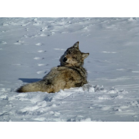 Une magnifique photo de loup en poster