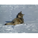 Une magnifique photo de loup en poster