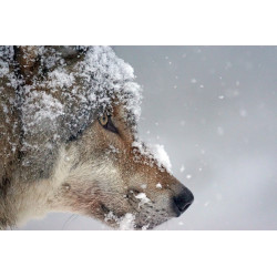 Sur les Traces du Loup FR Canada - hiver