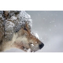 Sur les Traces du Loup FR Canada