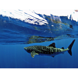 Marokintana, le Requin Baleine INT