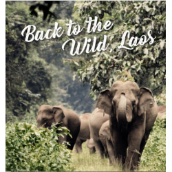 Elephant back to the wild - Laos
