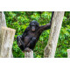 Les secrets du Bonobo de Bolobo INT