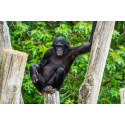 Les secrets du Bonobo de Bolobo INT