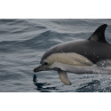 Baleines et dauphins du Gouf de Capbreton FR
