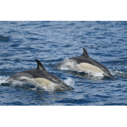 Formation Identification Faune Marine FR