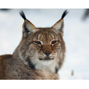 Sur les traces du Lynx