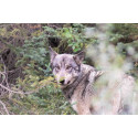 Sur les traces du loup