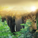 Elephants et Léopards