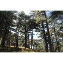 Ecosystèmes forestiers